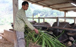 Đầu tư nuôi trâu vỗ béo, nuôi ba ba, người dân Bắc Kạn sử dụng tiền vốn Quỹ Hỗ trợ nông dân hiệu quả
