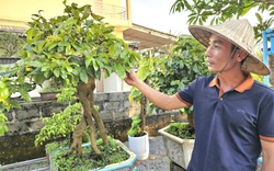 Quảng Bình: Hội Nông dân ở xã biển này tổ chức triển lãm mai vàng, toàn cây có thế "độc, lạ"