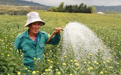 Đây là cách trồng hoa cúc tết của ông nông dân Lâm Đồng, đưa lên chậu bán nhanh thu nửa tỷ trước giao thừa