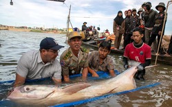 6 con cá tra dầu khổng lồ quý hiếm trên sông Mekong, dân Campuchia bắt được trong 5 ngày