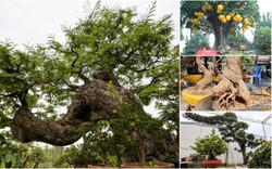 Cây cảnh bonsai cổ thụ - đẳng cấp Tết Ất Tỵ chơi sang không dành cho số đông!