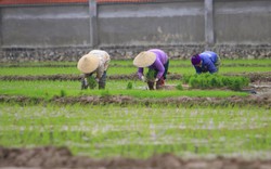 Thiên hạ "mua đông bán tây", dân một nơi ở Nghệ An vẫn ra đồng làm việc này kiếm tiền Tết