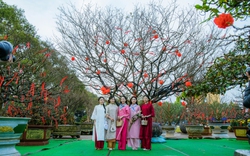 Đắk Lắk: Mai vàng “đỏng đảnh” trước cái lạnh, người trồng lao đao, thị trường chao đảo