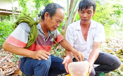 Một loài động vật hoang dã bé tí ti ở vùng núi nổi tiếng này của An Giang mà làm được cái tổ khổng lồ