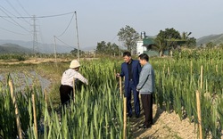 Loài hoa mới trồng thử nghiệm ở Hạ Long của Quảng Ninh khiến nhiều người đang đến xem