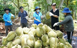 Thông tin mới nhất quy định của các thị trường nhập khẩu nông lâm thủy sản của Việt Nam, Mỹ, EU lưu ý gì? 