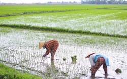 Mưa lớn kéo dài, sạ lúa đông xuân mấy lần không xong, nông dân Bình Định lo lắng