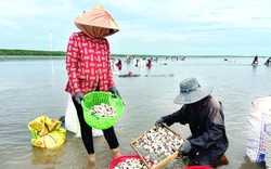 Ở vùng biển này của Bến Tre có con vật gì nằm la liệt, bán "giá hạt giẻ" mà dân canh phòng ngày đêm?