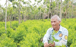 Tỷ phú Đồng Nai là một ông nông dân trồng loại rau ăn ngọt như mì chính, xen canh rừng gỗ quý hiếm