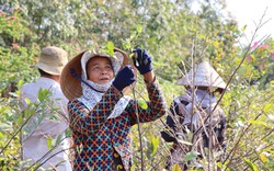 Vườn mai vàng rộng hơn 1ha ở Tây Ninh đang trồng 10.000 cây, vì sao chỉ bán ra 500 cây dịp tết này?