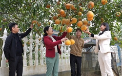 Yên Bái: Xanh lại vùng bưởi Đại Minh