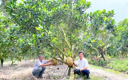 Tỷ phú Vĩnh Long, ở câu lạc bộ này có 2 nông dân tỷ phú đều là người trồng cây ra quả đặc sản