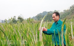 Hoa đào, hoa mai bán đầy, riêng loài hoa này chủ vườn Lào Cai phải "hãm", nở sớm là thất bại