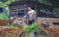 Con động vật mới toanh này nuôi thành công ở một nơi của Kon Tum, dân bán 42 triệu/cặp giống