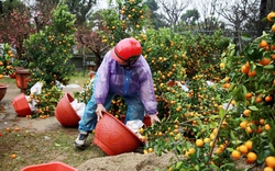 Mưa to gió lớn khiến đào cảnh, quất tết tả tơi, thương lái ở Hà Tĩnh ngao ngán, thất thần