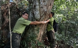 Đây là các cây cổ thụ nghìn năm tuổi ở các khu rừng rậm Hòa Bình, có cây dân coi như "cây thần"