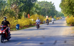 Đẹp ngỡ ngàng đường mai vàng dài chục km tại TP.HCM, nhà nào cũng vàng rực 3 ngày Tết