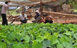 "Đánh liều" trồng rau rừng mọc hoang, ngờ đâu dân tình đến nhà anh nông dân Đắk Lắk mua tới tấp