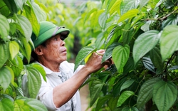 Làng này ở Hà Tĩnh nhà nào cũng hái mỏi tay loại lá to dày đem bán, xưa lá này dùng tiến vua