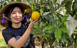 Nơi này của Lâm Đồng có vườn cây ra quả ngon, hễ chín vàng khắp lượt, cứ bán là hết sạch