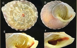 Phát hiện loài thân mềm mới ở Vườn Quốc gia Phong Nha - Kẻ Bàng, định đặt tên là ốc nón Sơn Đoòng