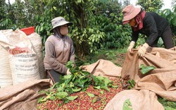 Lần đầu tiên giá cà phê Việt Nam cao nhất thế giới, Cục chức năng của Bộ Công thương lý giải