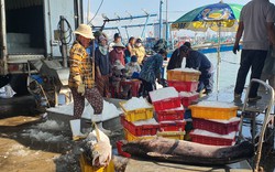 Vì sao cứ "ngày cùng tháng tận" các chủ tàu Khánh Hòa lại lo đi kiếm người làm việc này?