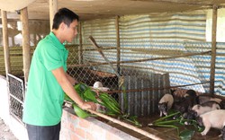 Heo hương-lợn hương là giống lợn gì mà nông dân Tây Ninh nuôi thành công, còn làm cả du lịch sinh thái?