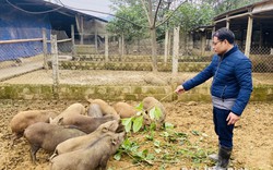 Bỏ phố "về rừng", trai Hòa Bình nuôi con đặc sản xưa là động vật hoang dã, đếm vội chả xuể, giàu hẳn lên