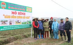 Nông dân Bắc Giang trồng lúa kiểu "đút tay túi quần", máy cấy, máy gặt, drone làm thay hết, vừa nhàn lại lời cao