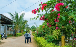 Nông thôn mới Đắk Nông, ở huyện này dân đang giàu lên nhờ trồng các "cây tiền tỷ", làng xóm trù phú