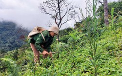 Ở "vương quốc" dược liệu Kon Tum, lẩu gà nấu với củ gì để đãi khách khiến ai cũng phải ồ lên?