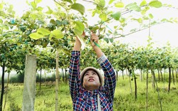 Trồng táo trong nhà lưới, nông dân Bình Thuận ra trái quá trời nhờ được "tưới" Quỹ Hỗ trợ nông dân