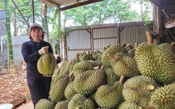 Trung Quốc yêu cầu kiểm định chất vàng O trong sầu riêng: Doanh nghiệp, nông dân cần làm gì để đáp ứng yêu cầu mới?