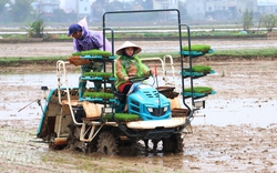 Máy cấy chạy vèo vèo, "loáng cái" xong cả cánh đồng, nông dân Hà Nội trồng lúa nhàn hẳn lên