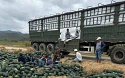 Tan tác một mùa dưa hấu ở Gia Lai, trồng 6ha chi hết 950 triệu, "bán đông bán tây" vớt vát chỉ được 300 triệu