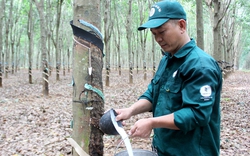 "Vàng trắng" được giá, Trung Quốc chiếm 71% kim ngạch xuất khẩu, một Tập đoàn có lợi nhuận trên 5.000 tỷ