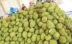 Loại quả ngon từ cây đặc sản này ở miền Tây đột ngột giảm giá bán, thương lái nói câu nghe bất ngờ