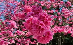 8 cây cảnh "xua đuổi xui xẻo", mang lại bình an, may mắn,  bảo vệ gia đình, năm mới nên trồng