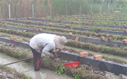 Con đặc sản bình dân này hễ đẻ là đẻ rõ lắm, nuôi thành công ở Hậu Giang, bán hết veo