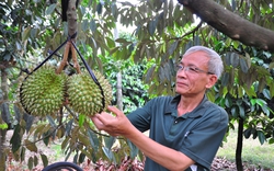 Tỷ phú Lâm Đồng, "xứ sở trồng cây tiền tỷ" nông dân giàu có chịu chơi, còn một cây cổ thụ hơn 100 tuổi