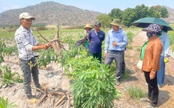 Tỷ phú Gia Lai là một anh nông dân có 15ha đất đang trồng thành công loại cây ra củ bột cả là bột