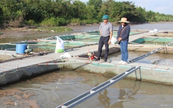 Một xã của tỉnh Thái Bình, nông dân có 100 cái lồng nuôi đủ các loại cá ngon, có người thu 4 tỷ/năm