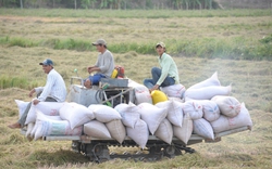 Động thái mới từ Ấn Độ, giá gạo thế giới tiếp tục lao dốc, gạo Việt xuống mốc mới