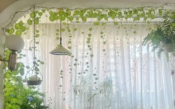 Cây cảnh xấu xí, thân rùa, lá đồng tiền, mùa xuân đổ lá như thác xanh, thu hút giàu có, bảo vệ gia đình