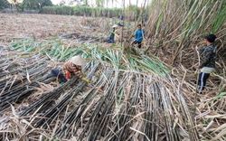 Trồng mía ở Sóc Trăng, lao động nông thôn có việc làm, nông dân tăng thu nhập