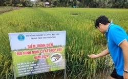 Đây là mô hình làm giàu mới ở Bạc Liêu, thả cá đặc sản vô ruộng lúa, bán lúa, bán cá đều như tôm tươi