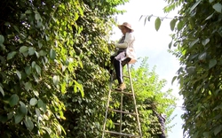 Giá tiêu tăng cao, nông dân nhận lại phần thưởng nhờ nỗ lực trồng tiêu hữu cơ bền vững