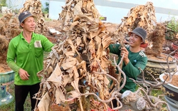 Cây mai vàng sau Tết ở Bình Phước, nhà vườn phủ kín lá chuối khô lên chậu mai để làm gì?