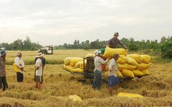 Cách nào ứng phó linh hoạt với giá gạo xuất khẩu của Việt Nam đang giảm?